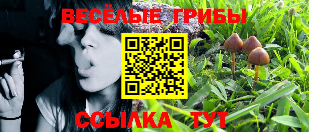 Псилоцибиновые грибы прущие грибы  Тулун 